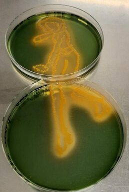 Fiche article ENT agarart 2025.jpeg